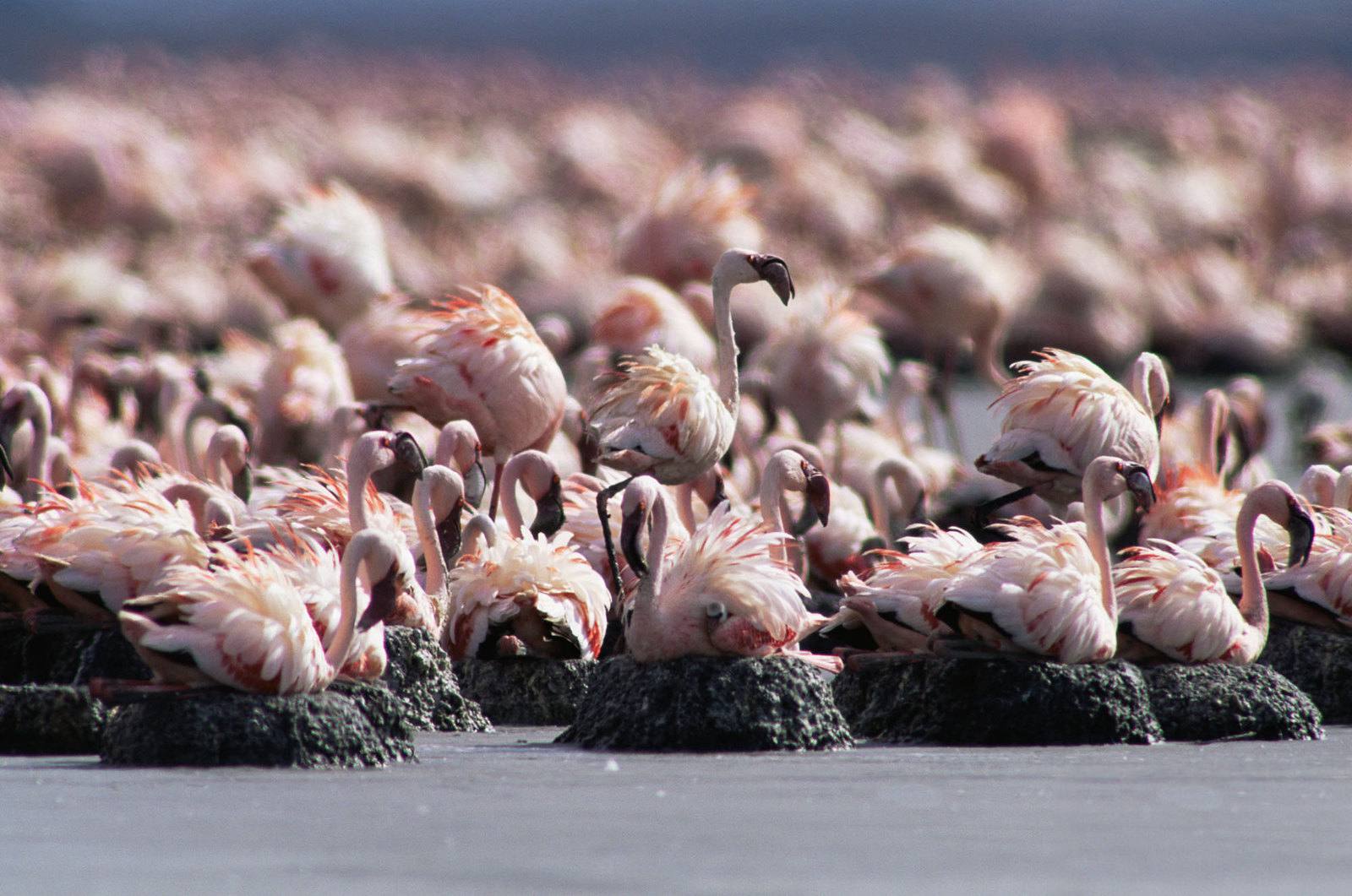 Lake_Natron_Flamingos