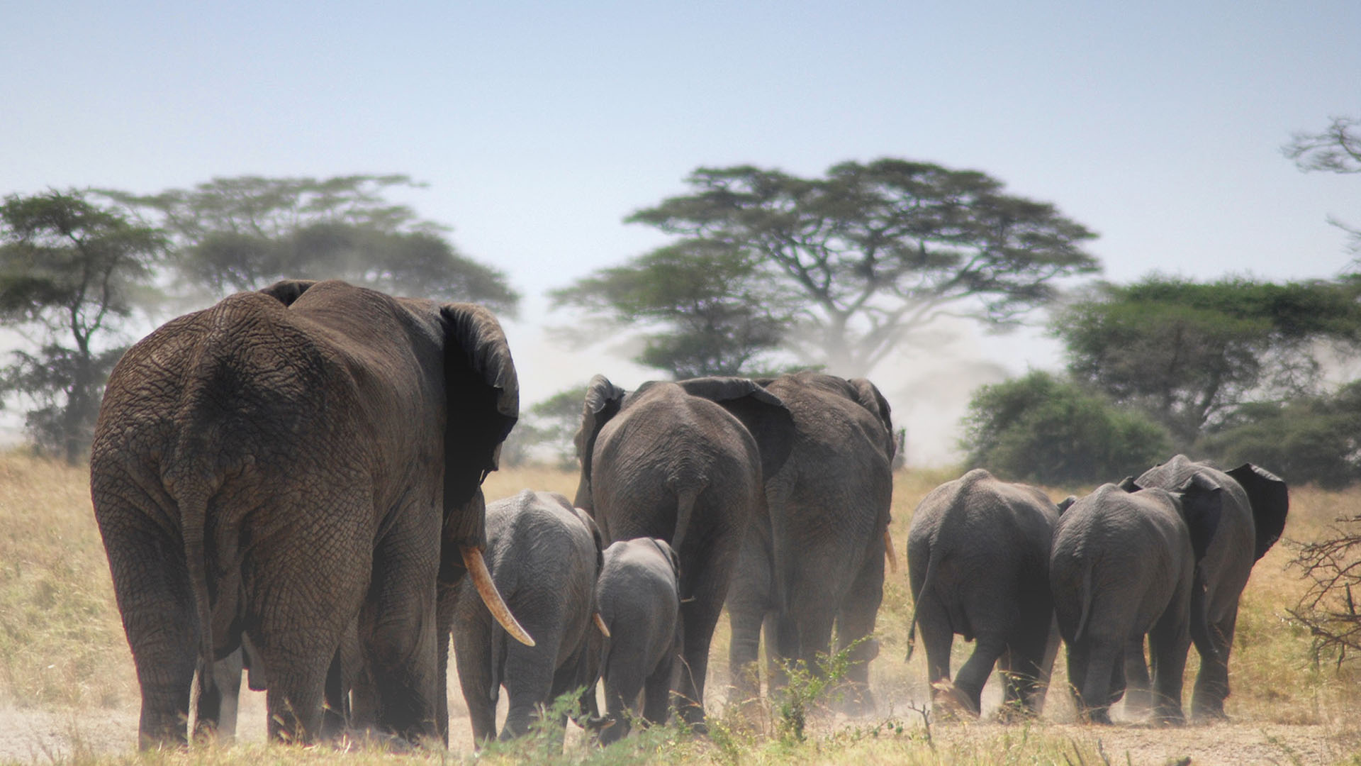 Tarangire National park