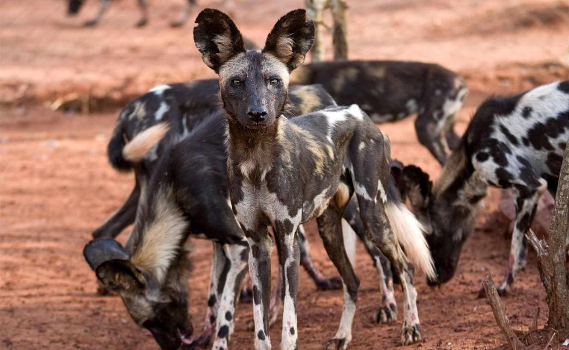 mkomazi-national-park-crowds