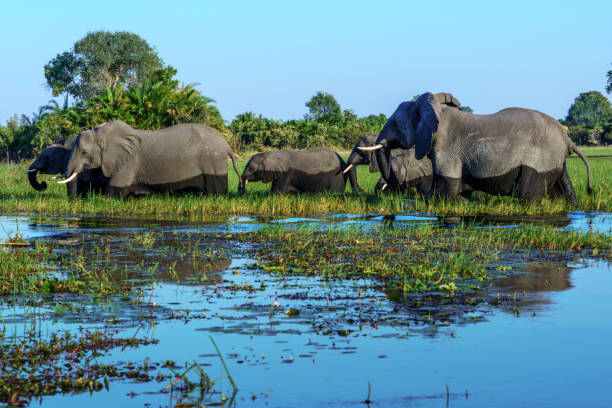 rumanyika karagwe national park
